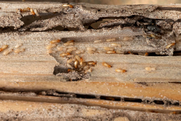 Trusted Bastrop, TX Pest Control Experts