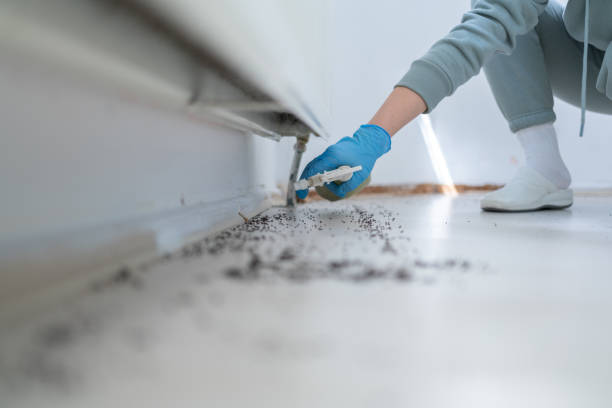 Best Wasp Removal Services  in Bastrop, TX